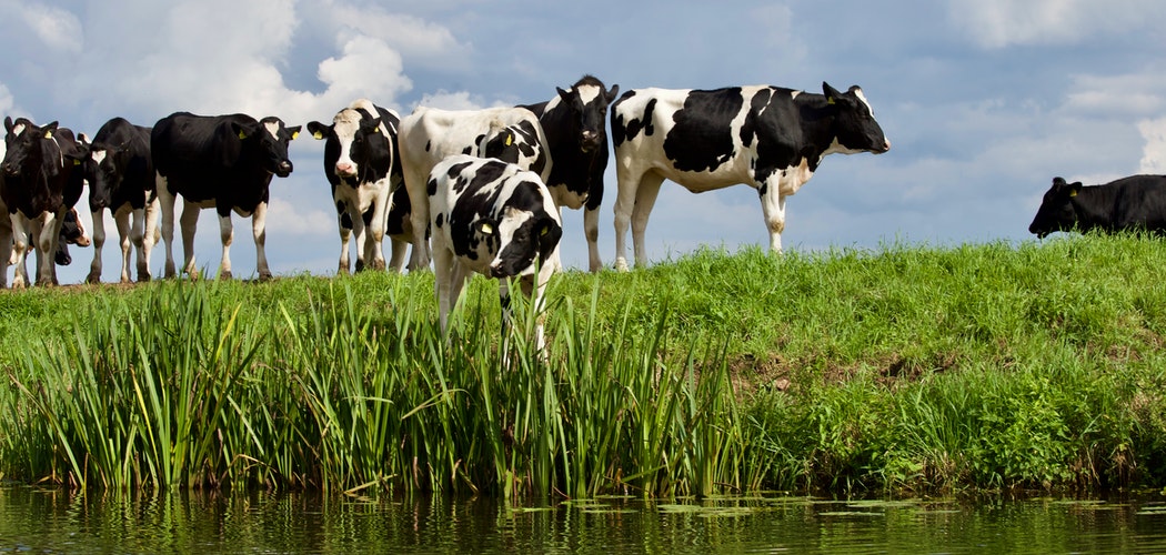Susu sapi dapat Meningkatkan Kolesterol